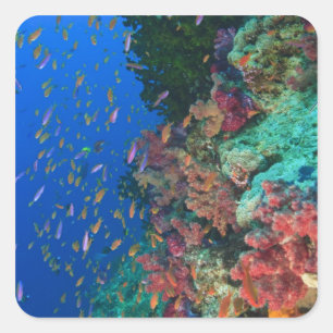 Schooling Fairy Basslets (Pseudanthias Square Sticker