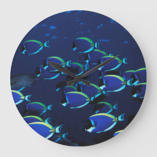 Schooling Powder Blue Surgeonfish Large Clock