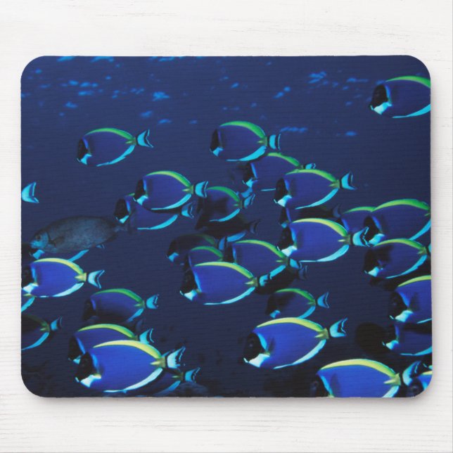 Schooling Powder Blue Surgeonfish Mouse Mat (Front)