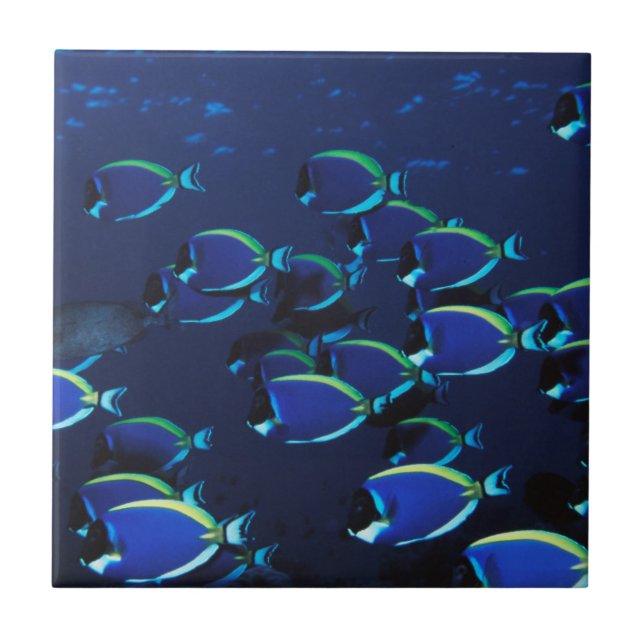 Schooling Powder Blue Surgeonfish Tile (Front)