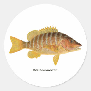 Schoolmaster Fish Logo Classic Round Sticker