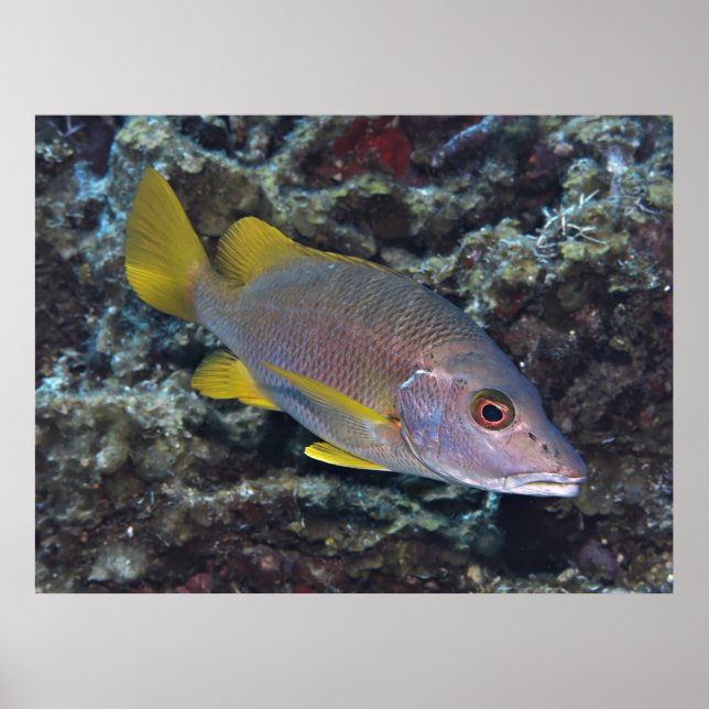 Schoolmaster Poster (Front)