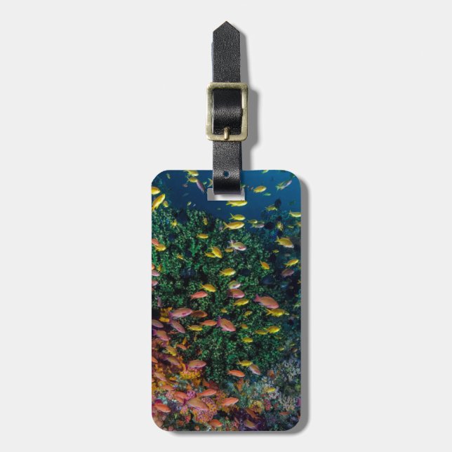 Schools of Fish Swim in Reef Luggage Tag (Front Vertical)