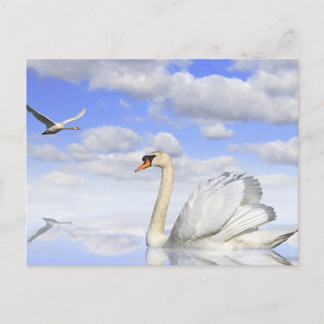 Schwanensee Postcard (Front)