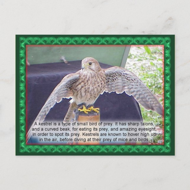 Science, animals, bird, Kestrel Postcard (Front)