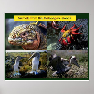 Science,  animals from the Galapagos Poster