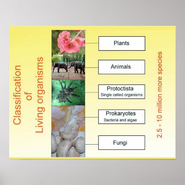 Science, Classification of living organisms Poster (Front)