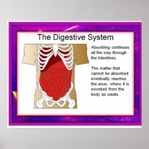 Science,Digestive system Poster