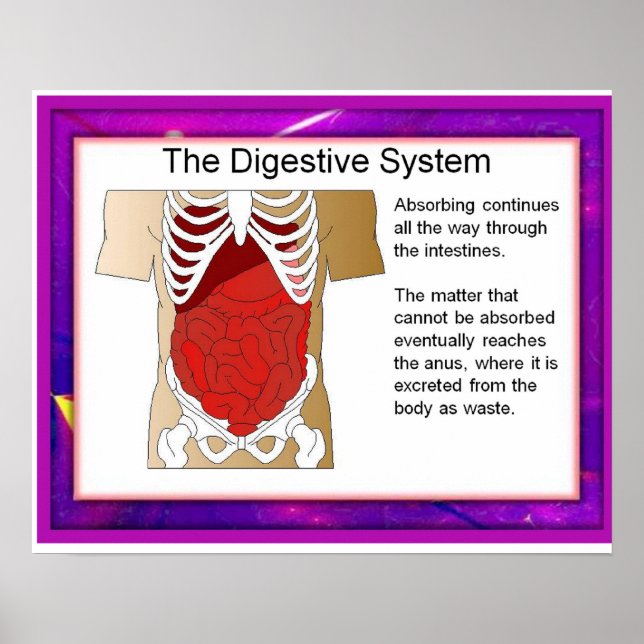 Science,Digestive system Poster (Front)