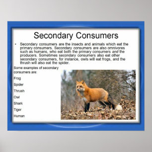 Science,Food chain, secondary Consumers Poster