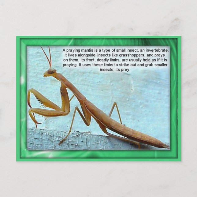 Science, Insects, Praying Mantis Postcard (Front)