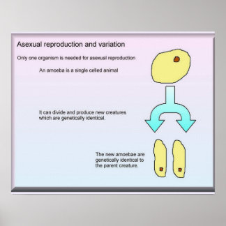 Science, Life Science Asexual reproduction Poster
