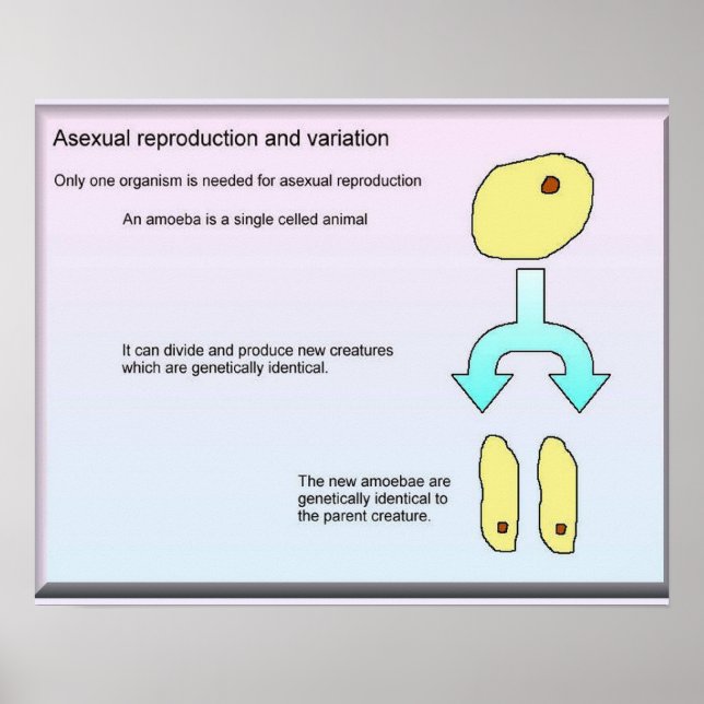 Science, Life Science Asexual reproduction Poster (Front)
