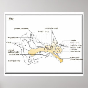Science,Life science, Diagram of an ear Poster