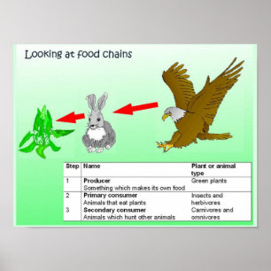 Science,  Looking at food chains Poster