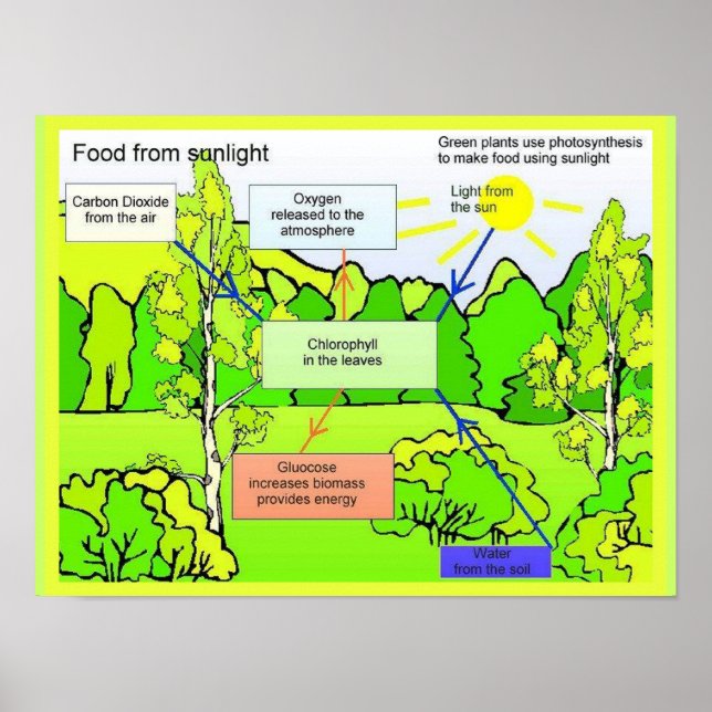 Science, Plants and Photosynthesis Poster (Front)
