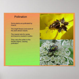 Science, PLants, Reproduction, Pollination Poster