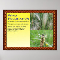 Science, Plants, Reproduction, Wind Pollination