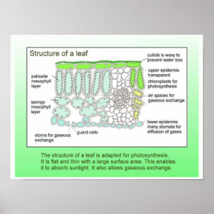 Science, Plants, structure of a leaf Poster
