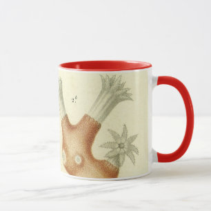 Science Textbook Biology, Vintage Coral Animals Mug