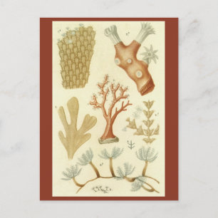 Science Textbook Biology, Vintage Coral Animals Postcard