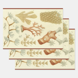 Science Textbook Biology, Vintage Coral Animals Wrapping Paper Sheet