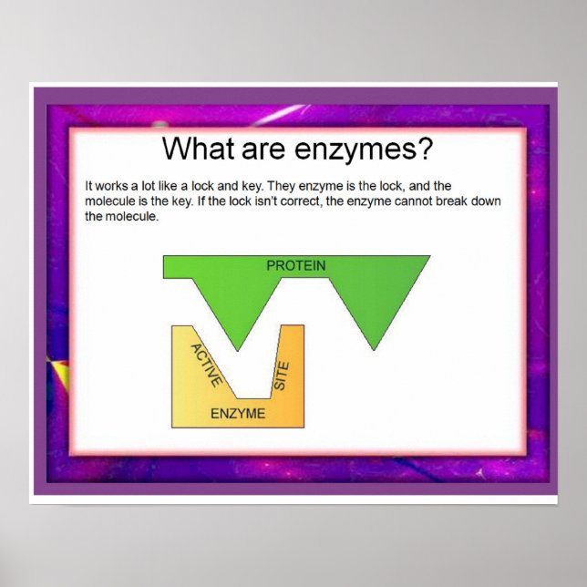 Science,What are enzymes? Poster (Front)