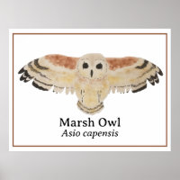 Scientific Bird Watercolor Marsh Owl