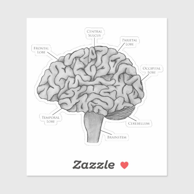 Scientific Brain (Sheet)