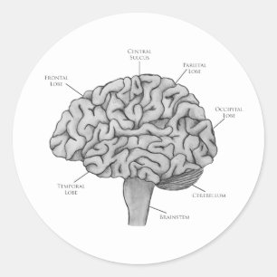 Scientific Brain Classic Round Sticker