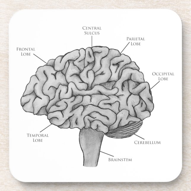 Scientific Brain Coaster (Front)