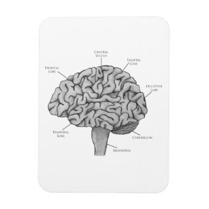 Scientific Brain Magnet
