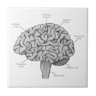 Scientific Brain Tile