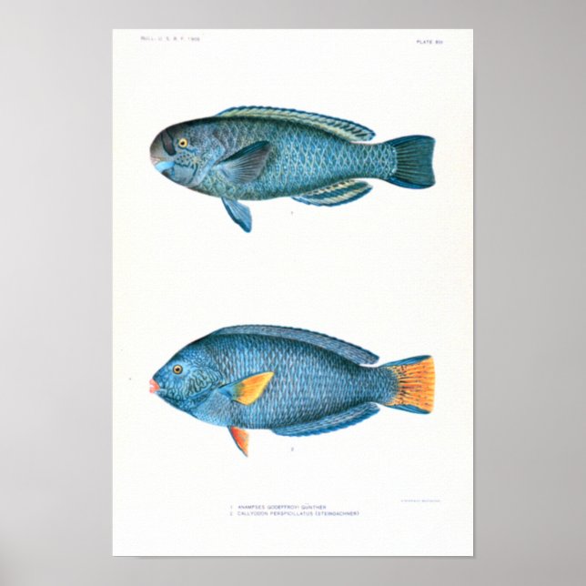 Scientific Fish Studies Poster (Front)