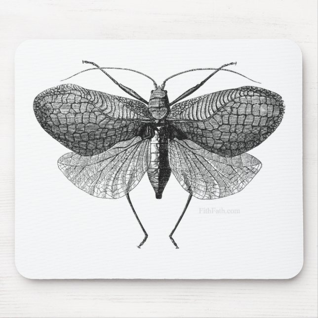 scientific illustration of moth mouse mat (Front)
