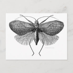 scientific illustration of moth postcard