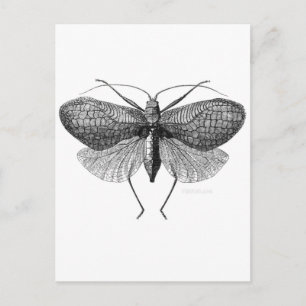 scientific illustration of moth postcard