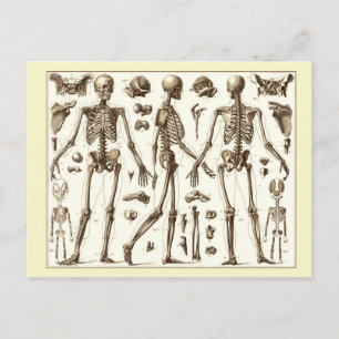 Scientific illustration of the human skeleton postcard