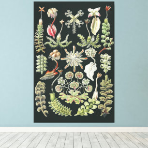 Scientific Nature Art Ernst Haeckel Liverworts Canvas Print