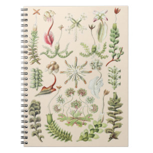 Scientific Nature Art Ernst Haeckel Liverworts Notebook