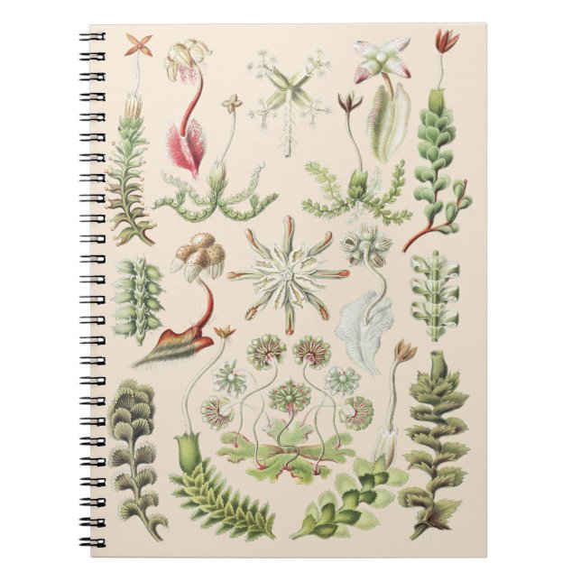 Scientific Nature Art Ernst Haeckel Liverworts Notebook (Front)