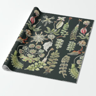 Scientific Nature Art Ernst Haeckel Liverworts Wrapping Paper