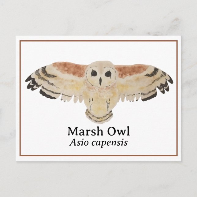 Scientific Watercolor Marsh Owl Postcard (Front)