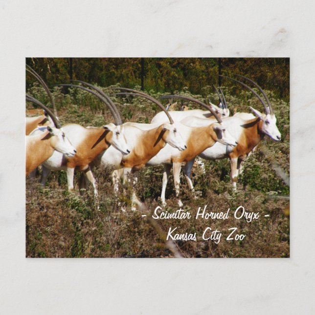 Scimitar Horned Oryx Postcard (Front)
