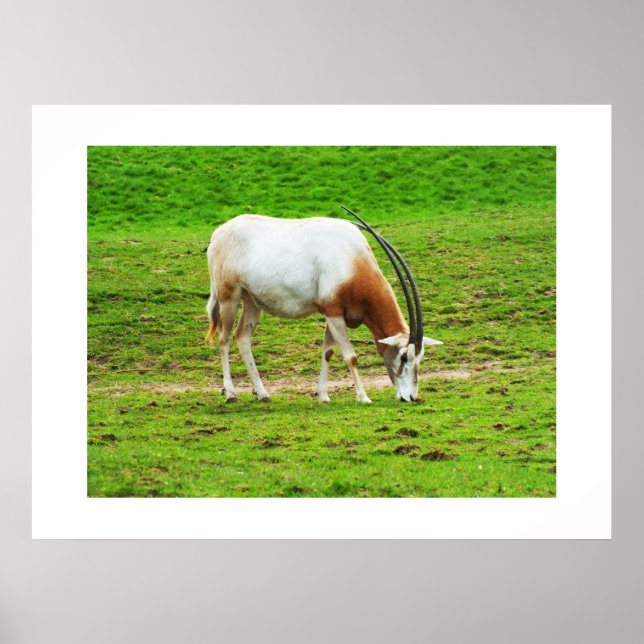 Scimitar oryx animal poster (Front)