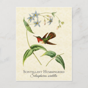Scintillant Hummingbird Vintage Art Postcard