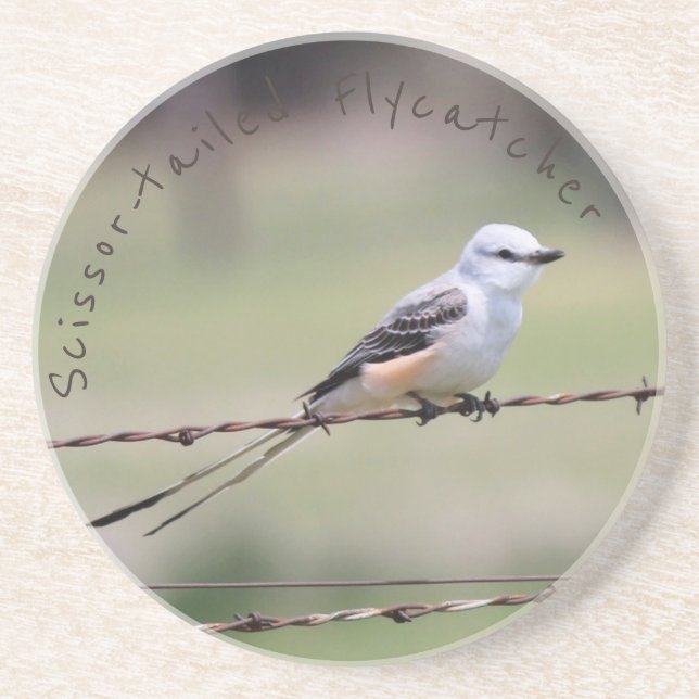 Scissor-tailed Flycatcher Coaster (Front)