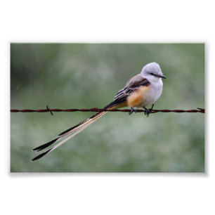 Scissor-tailed Flycatcher perched on barbed wire Photo Print