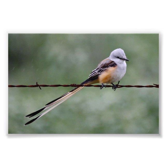 Scissor-tailed Flycatcher perched on barbed wire Photo Print (Front)