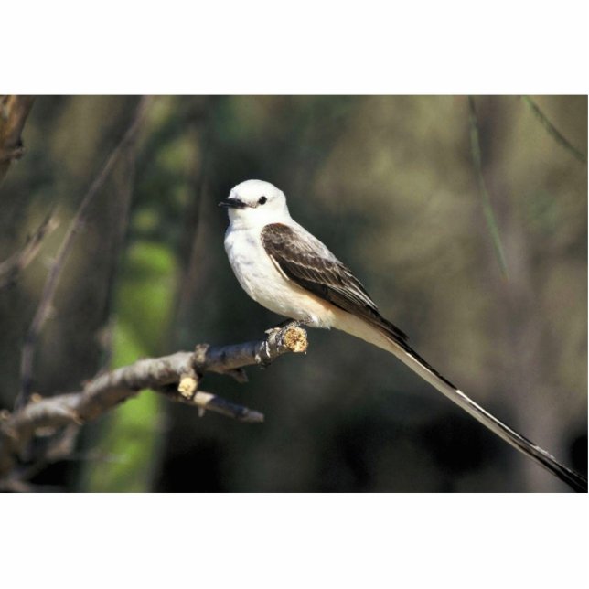 Scissor-tailed Flycatcher Standing Photo Sculpture (Front)